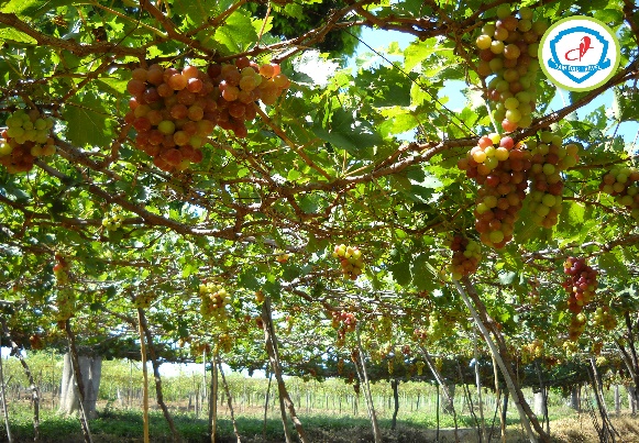 NGÀY 02: PHAN RANG – LÀNG GỐM BÀU TRÚC – TP. HỒ CHÍ MINH (Ăn Sáng, Trưa)